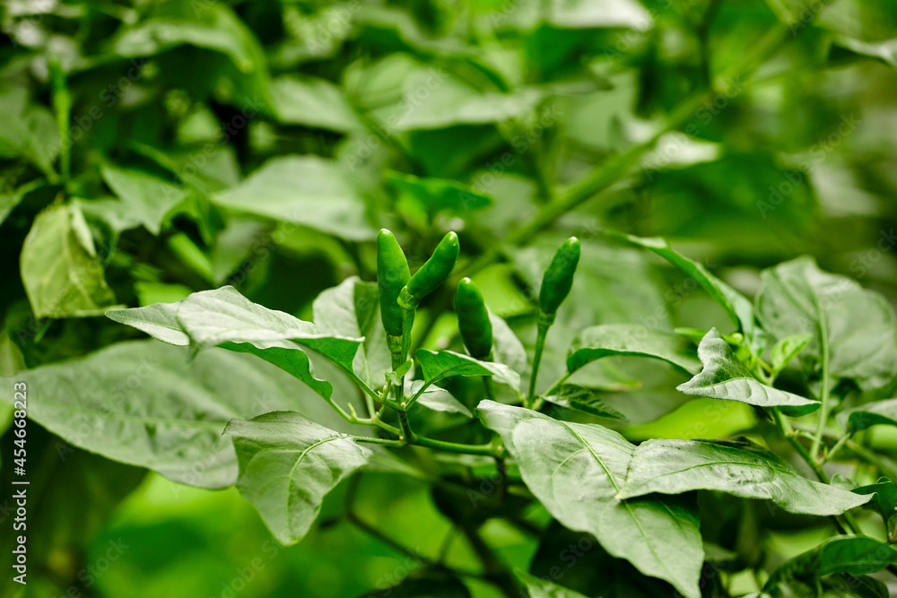 fresh green chili pepper on tree branch in the garden fresh green chili pepper on tree branch in the garden