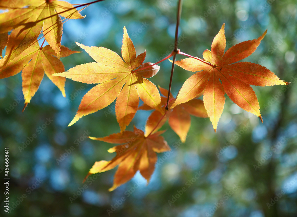 Fototapeta premium 가을 단풍나무잎 풍경 배경