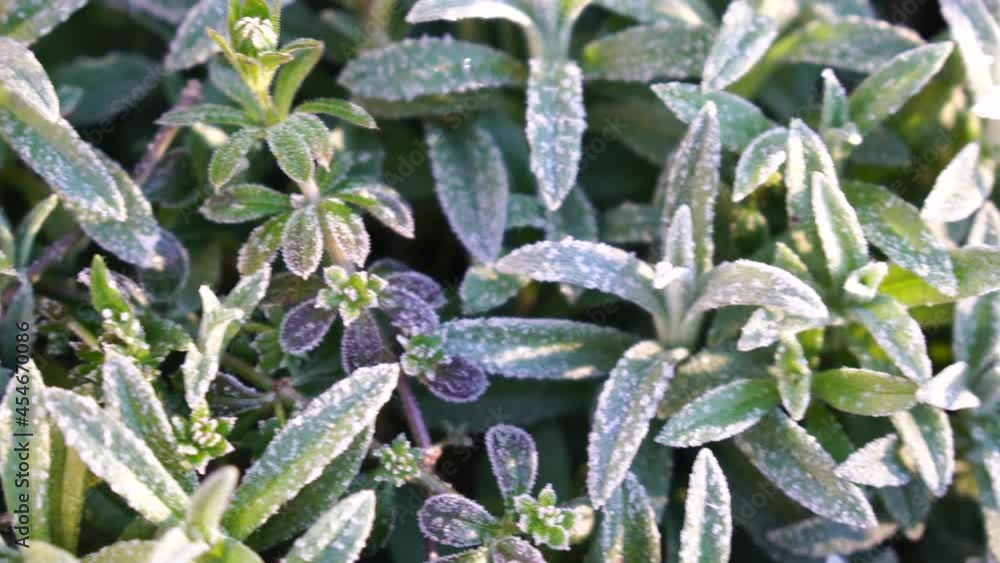 Selective focus. First frost on a frozen field plants, late autumn close-up. Beautiful abstract frozen microcosmos pattern. Freezing weather frost action in nature. Floral backdrop. Selective focus. First frost on a frozen field plants, late autumn close-up. Beautiful abstract frozen microcosmos pattern. Freezing weather frost action in nature. Floral backdrop.