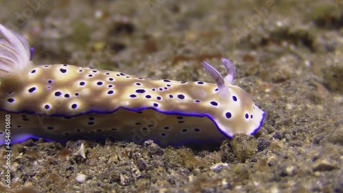 nudibranches risbecia tryoni showing tailing behavior, underwater shot on sandy bottom in Indo-pacific,, close-up shot left to right photo