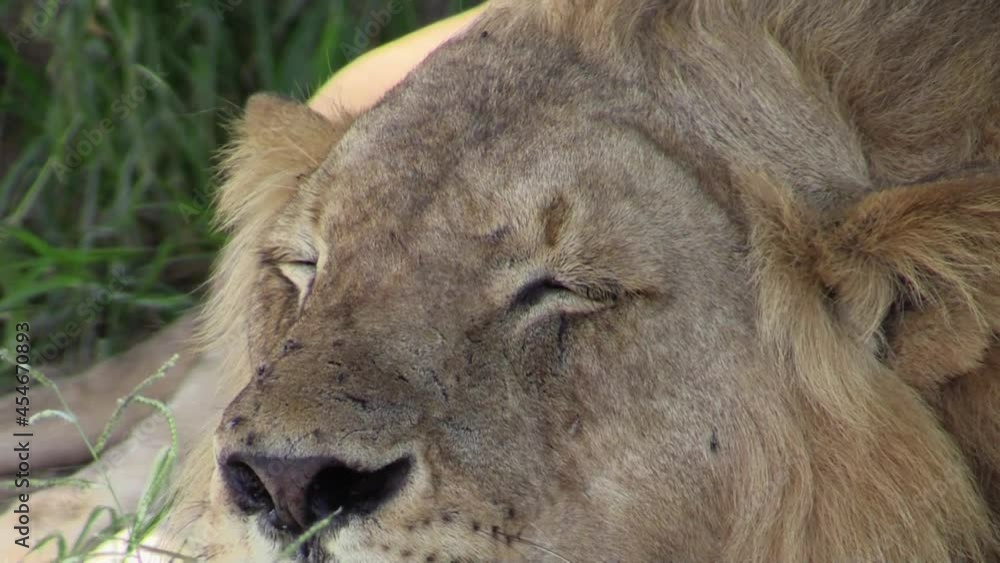 male lion panting in the midday heat, shaking mane to chase away flies, close-up shot, pan from eyes towards fangs male lion panting in the midday heat, shaking mane to chase away flies, close-up shot, pan from eyes towards fangs