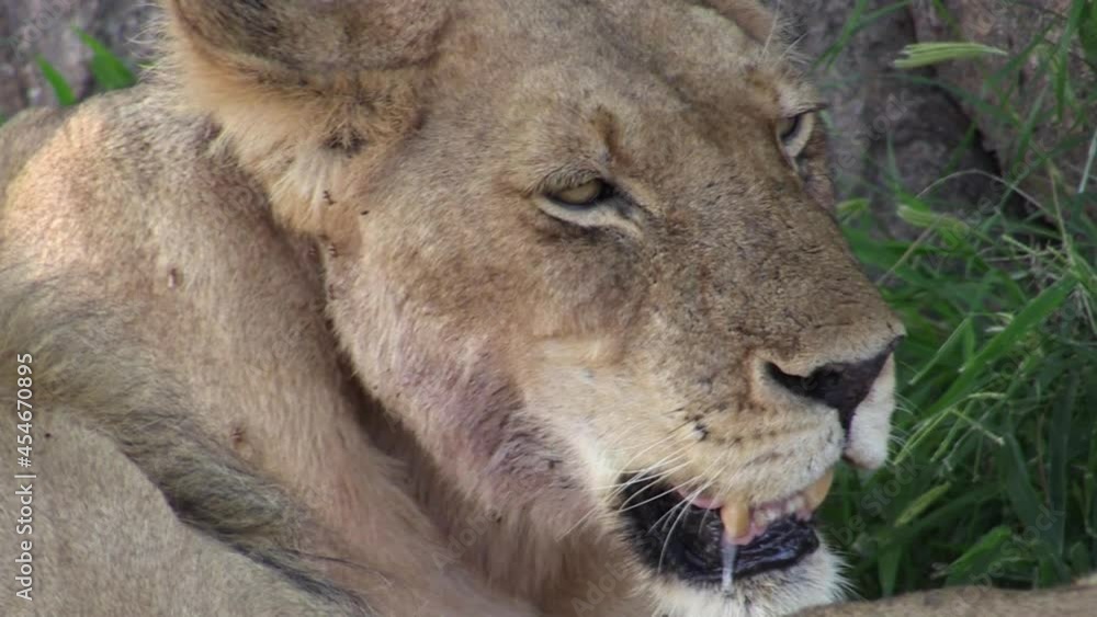 two lions close-up pan shot from male to female, both with lots of flies two lions close-up pan shot from male to female, both with lots of flies