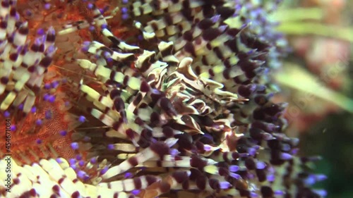 zebra urchin crab moving around between the spines of magnificent fire urchin, underwater closeup shot photo