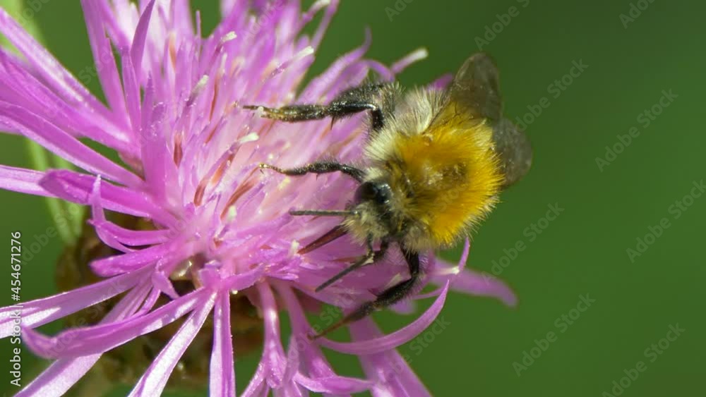 Macro close up of Bumblebee Collecting Pollen in pink Flower during pollination time Macro close up of Bumblebee Collecting Pollen in pink Flower during pollination time