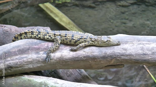 Cute young Freshwater Crocodile relaxing on tree trunk over lake in nature,close up photo