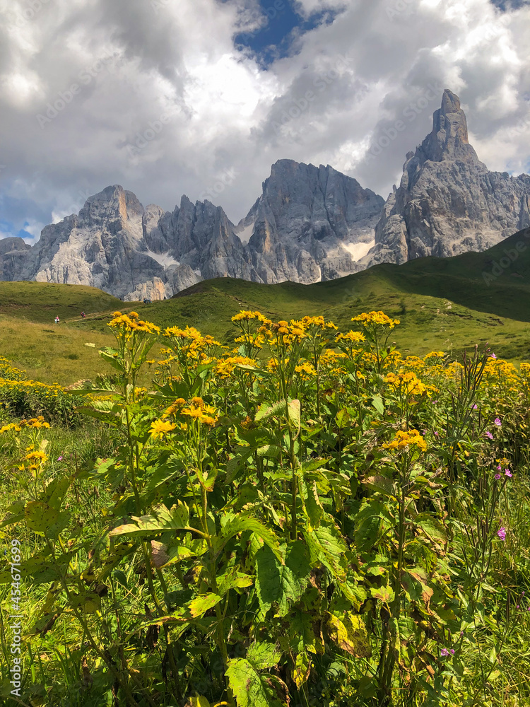 Wonderful view of Pale di San Martino with yellow wild flowers in the summer season, Trentino Alto-Adige, Italy