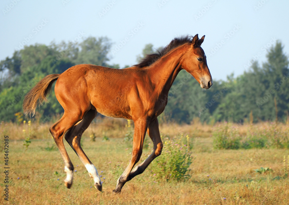 Obraz premium Beautiful bay foal in free movement in nature