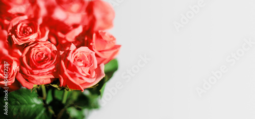 Red rose flowers green leaves white background isolated closeup  beautiful pink floral bouquet soft focus blank light gray backdrop  romantic greeting card design  border  frame  empty text copy space