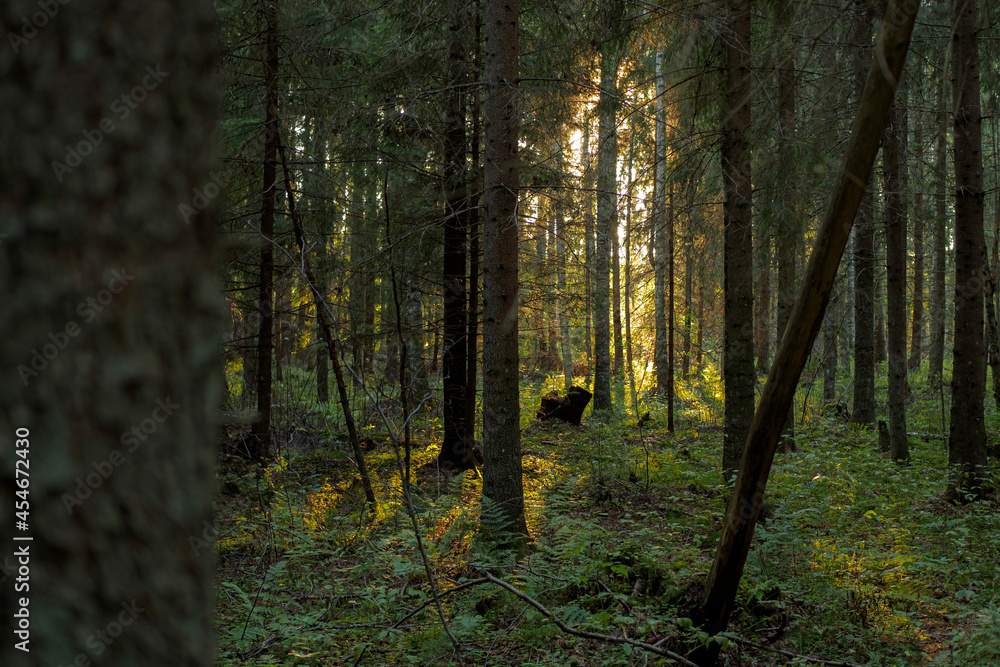 Obraz premium OLYMPUS DIGITAL CAMERA