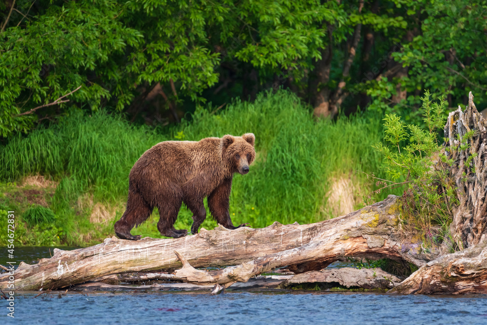 Fototapeta premium On the lake, a Kamchatka bear is preparing for a sockeye salmon hunt.