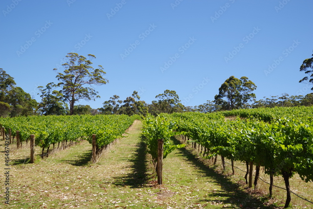 Australia Western Australia Vineyard