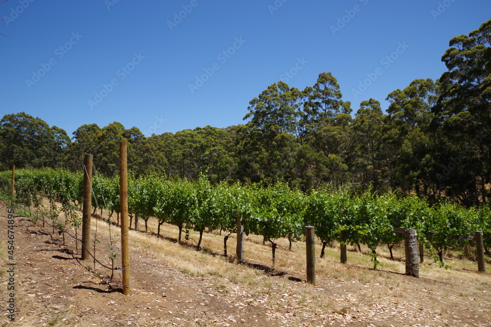 Australia Winery オーストラリア　ワイナリー