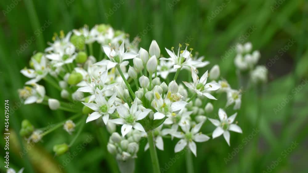 Honey bee gathers nectar off of chive flowers. Honey bee gathers nectar off of chive flowers.