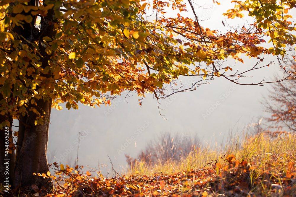 Beautiful autumn landscape with yellow trees and sun. Colorful foliage in the park.