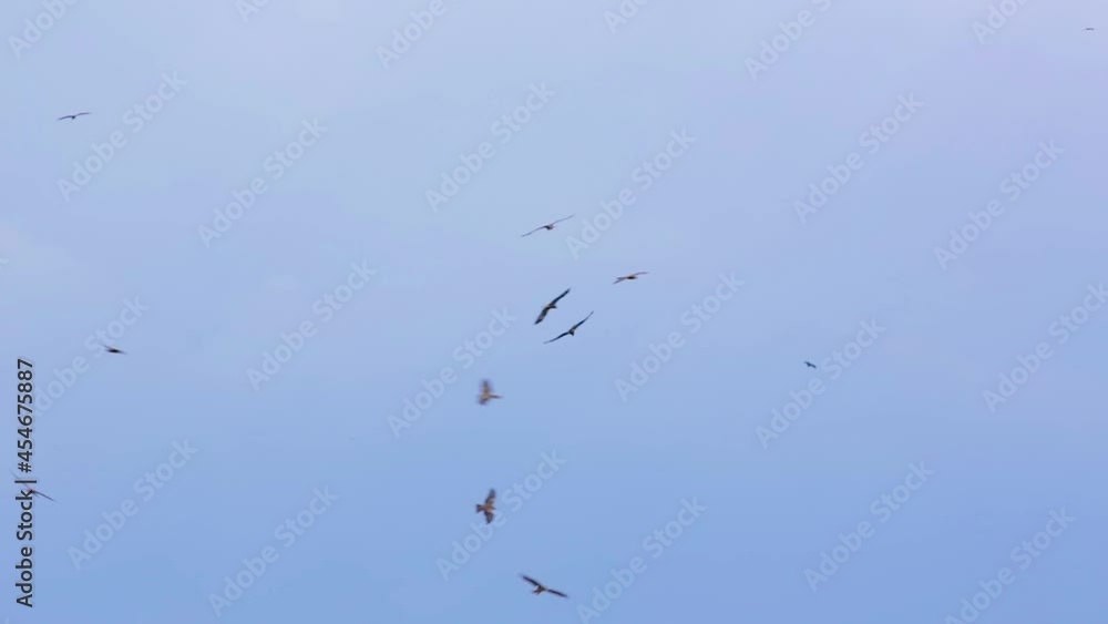 Steppe eagles fly over a plowed field. Steppe eagles fly over a plowed field.