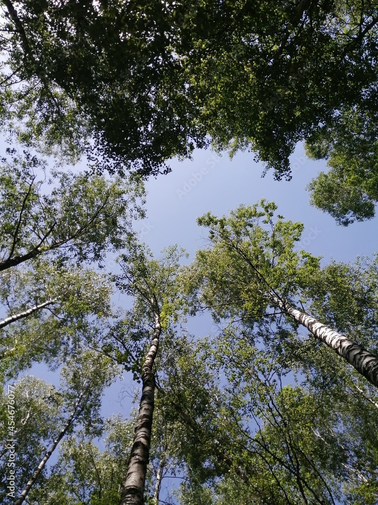 Fototapeta premium Birch grove trees from bottom to top and blue sky with sunlight