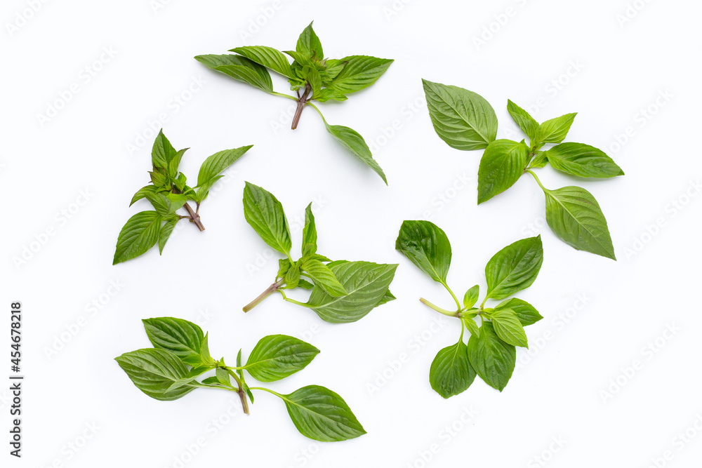 Sweet basil on white background.