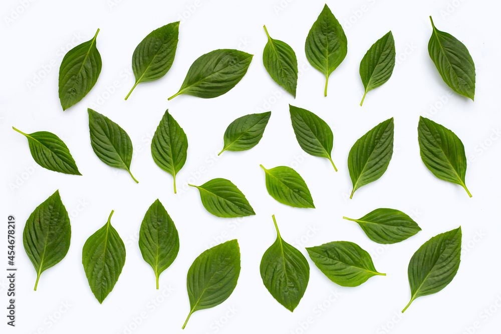 Sweet basil on white background.