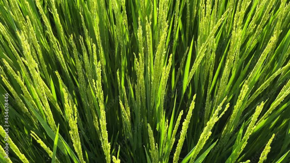 Sunlit paddy field, flowering rice Sunlit paddy field, flowering rice