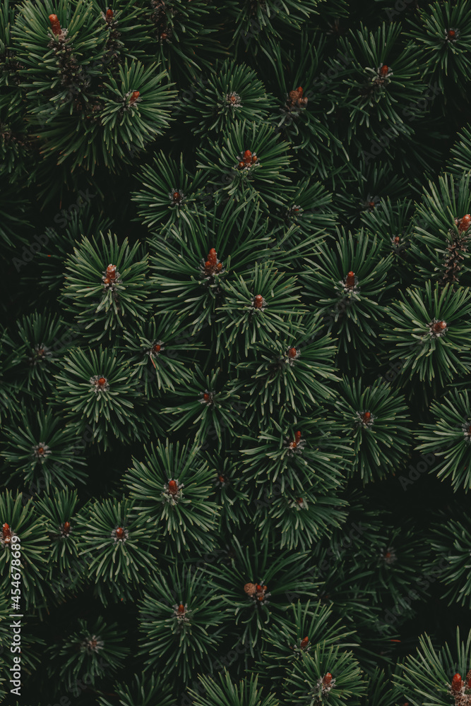 christmas tree background christmas tree background
