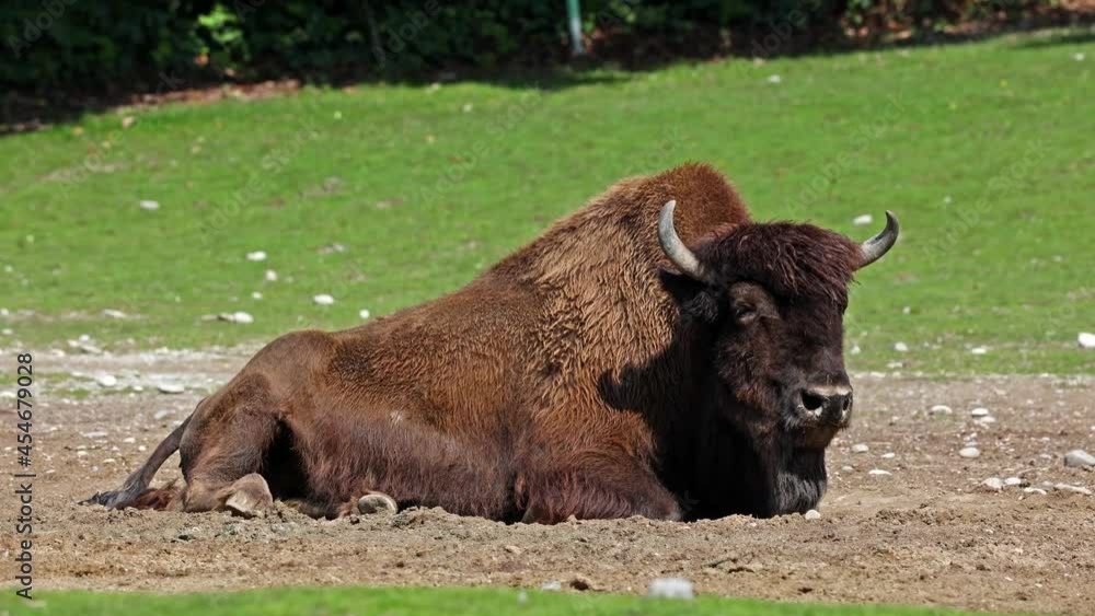 The American bison or simply bison, also commonly known as the American buffalo or simply buffalo, is a North American species of bison that once roamed North America in vast herds. The American bison or simply bison, also commonly known as the American buffalo or simply buffalo, is a North American species of bison that once roamed North America in vast herds.