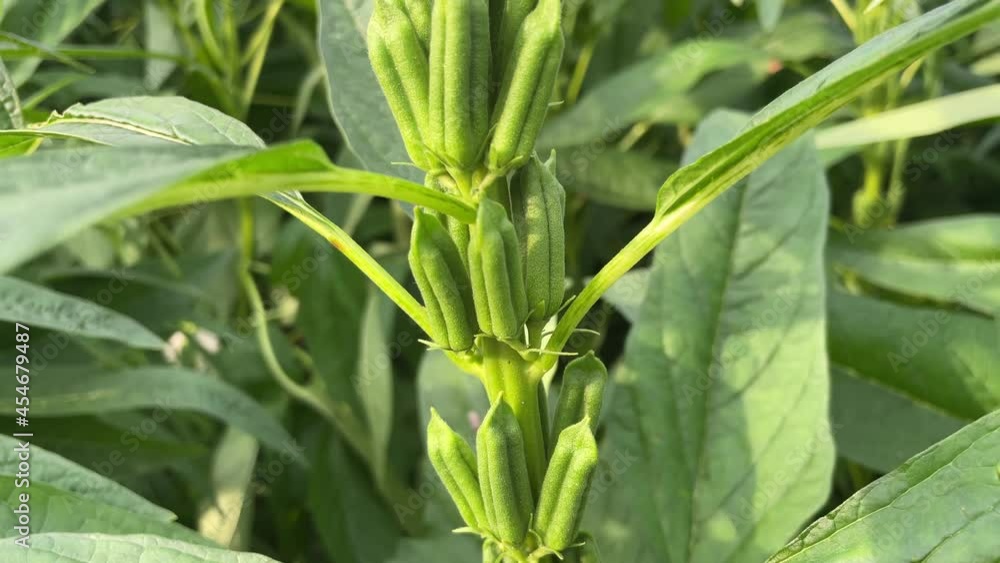 Multi-flowered sesame seeds grown in rural areas Multi-flowered sesame seeds grown in rural areas