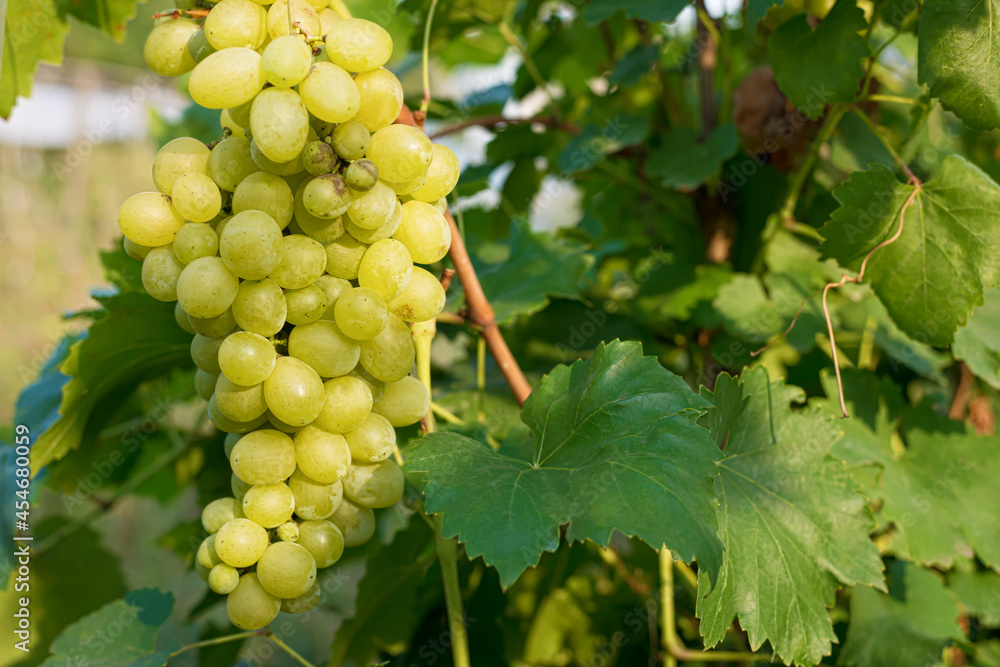 A bunch of ripe grapes on a vine