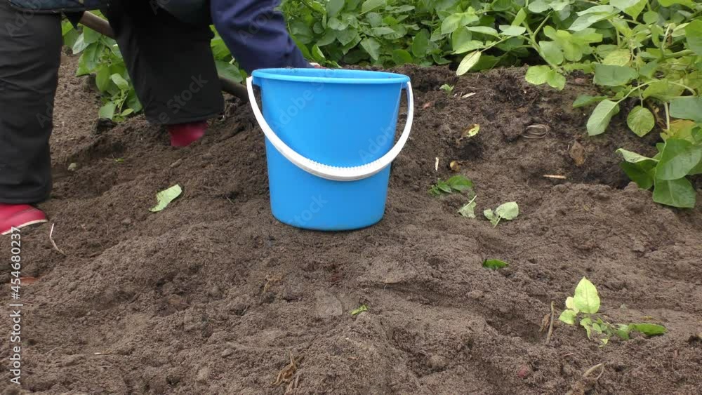 woman harvests potatoes. healthy food concept woman harvests potatoes. healthy food concept