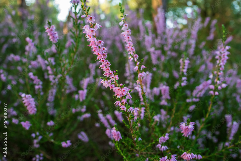 heather blossoms