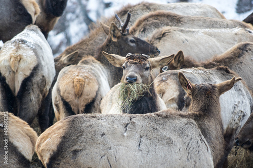 View of marals (Cervus elaphus sibiricus) photo