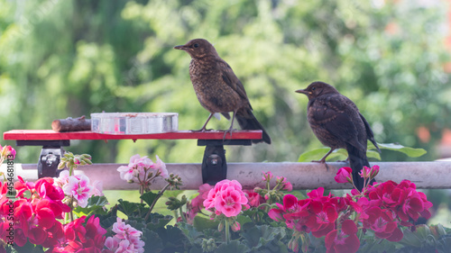 Cute wild birds feeding on a balcony in the city