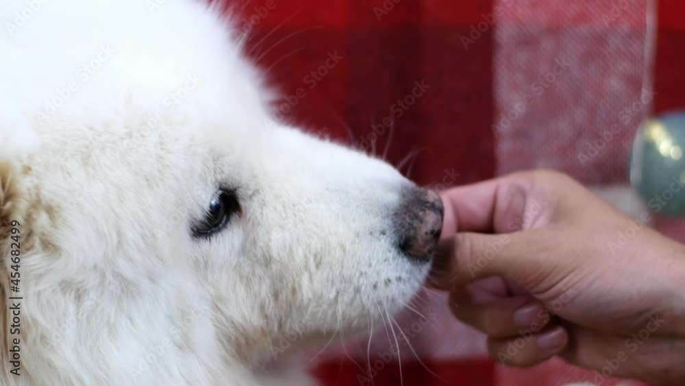 A cute funny dog posing in the camera with glasses, Samoyed dog. White Samoyed dog in red glasses posing on a pink background. A cute funny dog posing in the camera with glasses, Samoyed dog. White Samoyed dog in red glasses posing on a pink background.