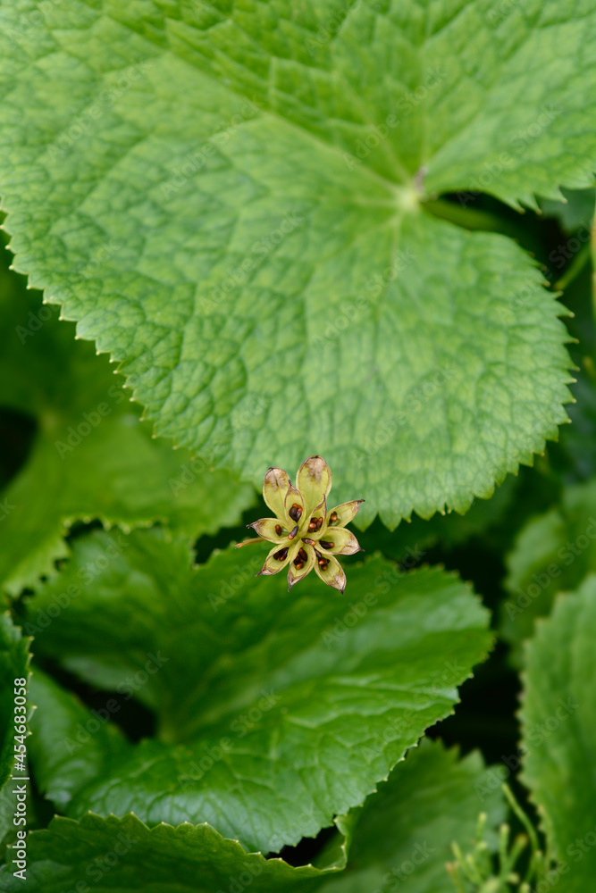 Marsh Marigold
