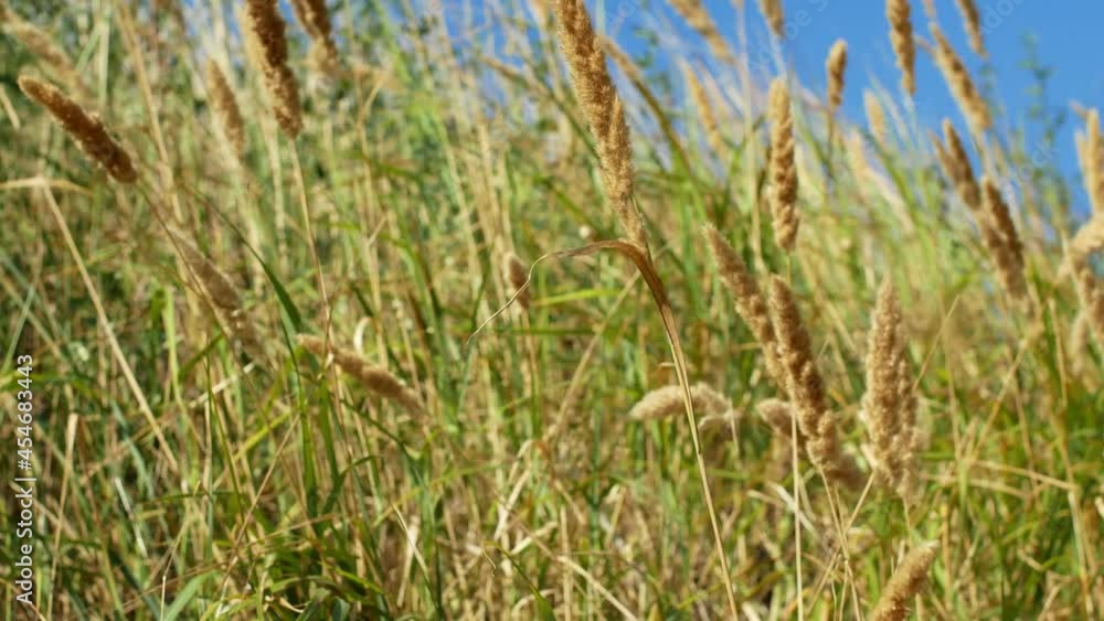 Reeds swaying in the wind on a bright sunny summer day. Grass blowing in nature and swaying foliage. Reeds swaying in the wind on a bright sunny summer day. Grass blowing in nature and swaying foliage.