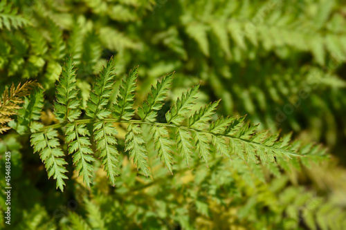 Fern-leaved corydalis