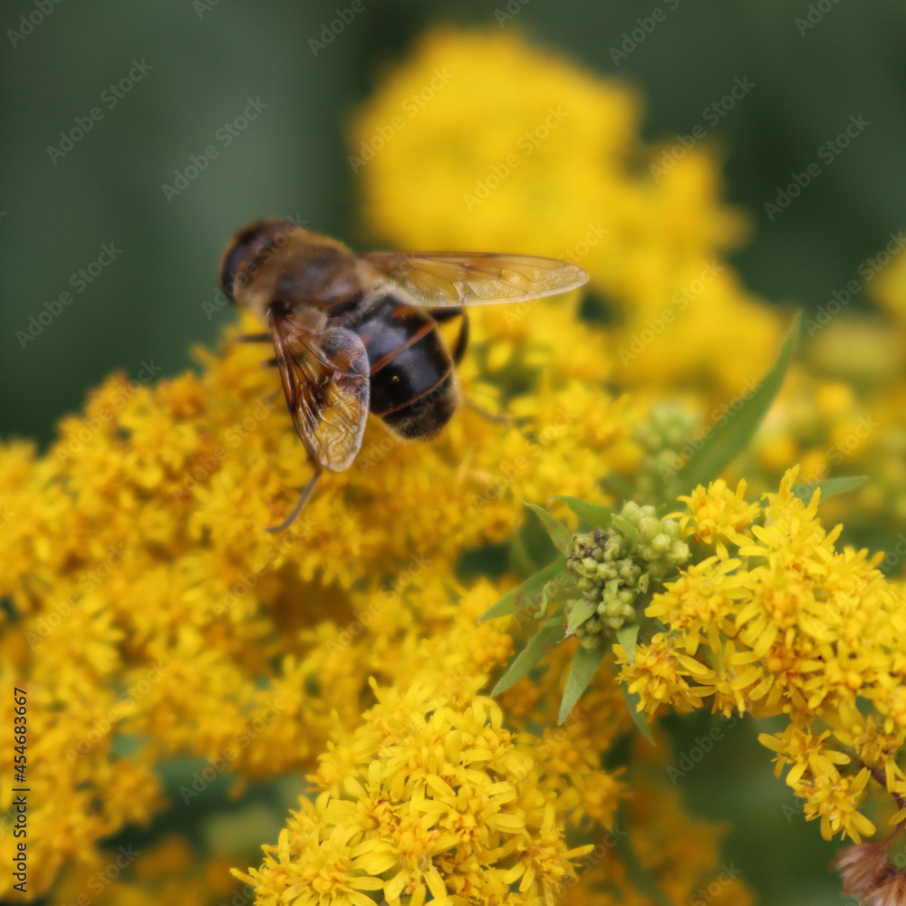 Honey bee on yellow flowers of Goldenrod. Apis mellifera eating nectar on Solidago gigantea