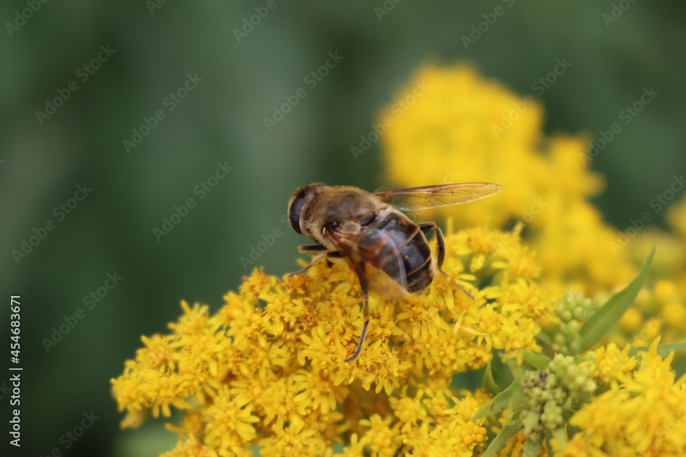 Honey bee on yellow flowers of Goldenrod. Apis mellifera eating nectar on Solidago gigantea Honey bee on yellow flowers of Goldenrod. Apis mellifera eating nectar on Solidago gigantea