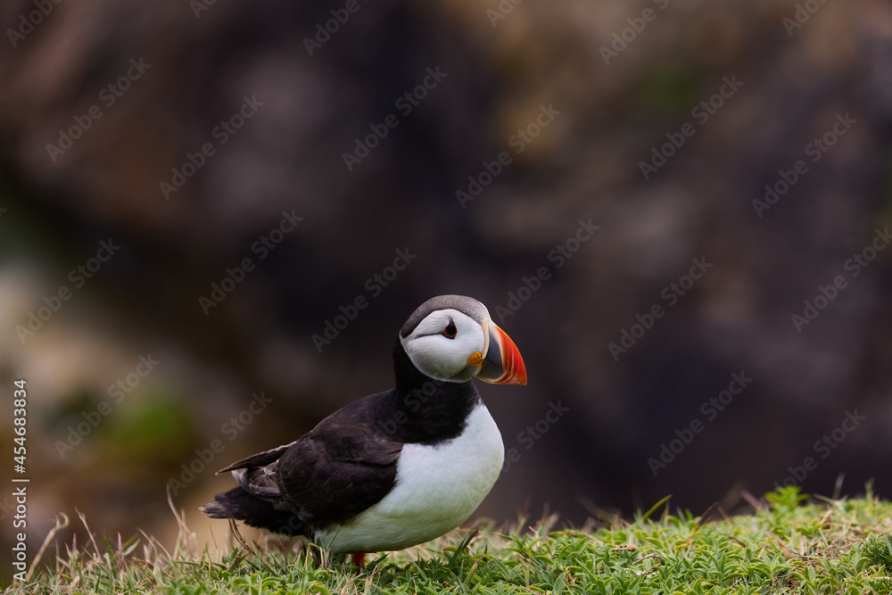 puffin standing on a rock cliff . fratercula arctica puffin standing on a rock cliff . fratercula arctica