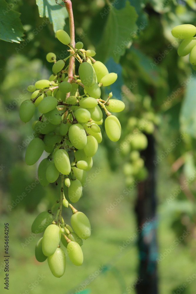 Young small bunch of unripe green grapes growing on vine branches in the vineyard in northern Italy