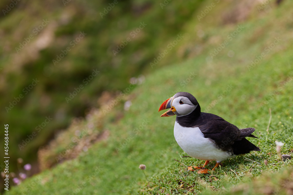 puffin standing on a rock cliff . fratercula arctica puffin standing on a rock cliff . fratercula arctica