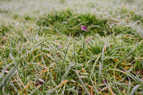 Green grass in a field covered with frost. Winter cold season background. Selective focus.