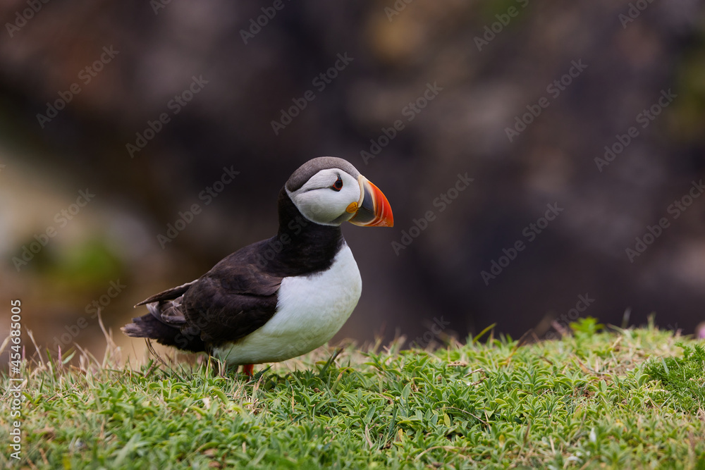 puffin standing on a rock cliff . fratercula arctica puffin standing on a rock cliff . fratercula arctica