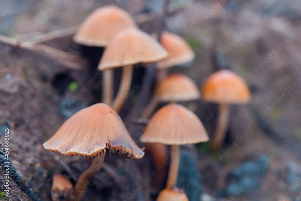 Hallucinogenic mushrooms in the wild. Close-up. Mushrooms containing psilocybin. Selective focusing on a nearby mushroom. Hallucinogenic mushrooms in the wild. Close-up. Mushrooms containing psilocybin. Selective focusing on a nearby mushroom.