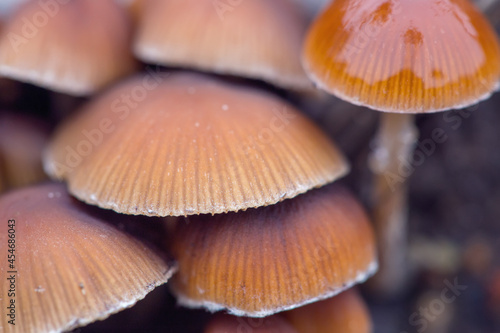 Hallucinogenic mushrooms in the wild. Close-up. Mushrooms containing psilocybin.