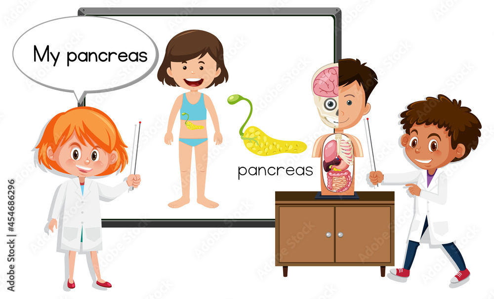 Young doctor explaining pancreas anatomy Young doctor explaining pancreas anatomy
