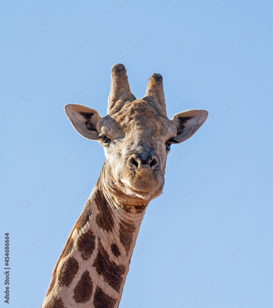 Fototapeta premium Giraffe Portrait