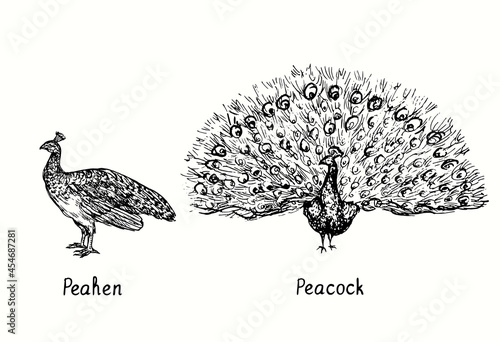 Peacock with open tail standing  front view and peahen side view. Ink black and white doodle drawing in woodcut style illustration