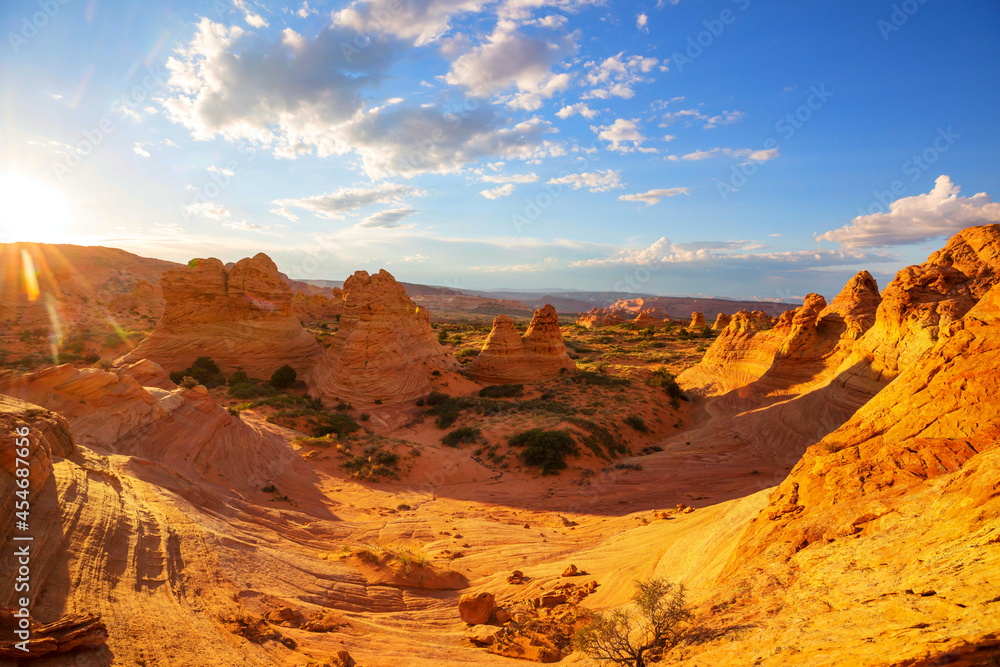 Naklejka premium South coyote