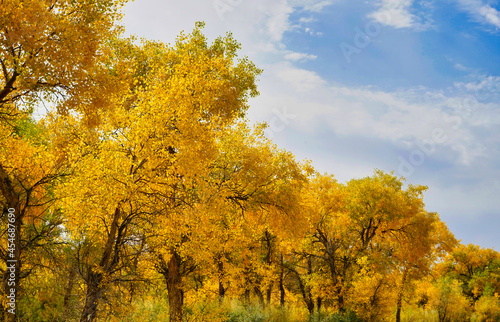 The golden leaves of poplar(Huyang) trees look like plants in an oil painting.