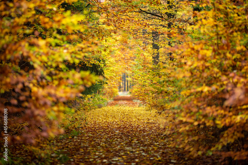 Tunnel through the autumn. Seasonal path in the forest, fully covered with yellow leaves. Photo with low depth of field.